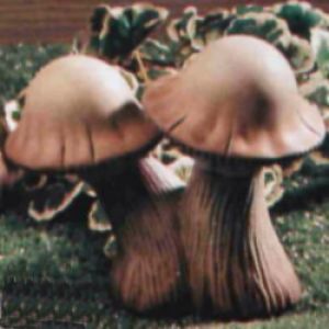 Mushroom Small