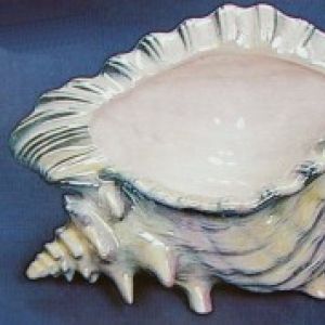 Conch Shell