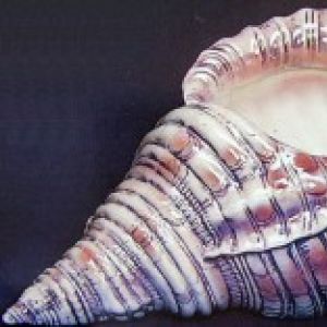 Triton Shell