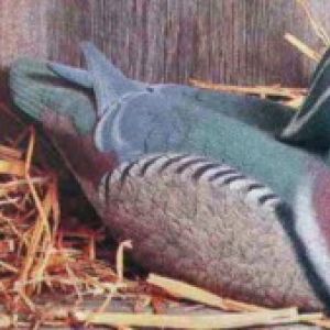 Wood Duck Realistic