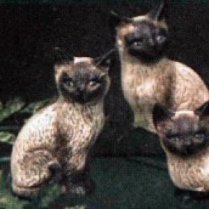 Siamese Cats 2