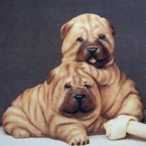 Shar-Pei Puppies