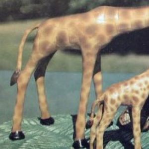 Mother Giraffe only