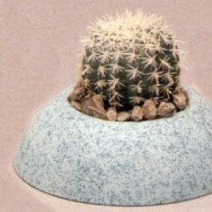 Cactus Planter