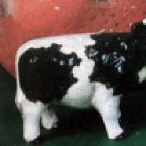 Cow Salt & Pepper set