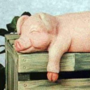 Pig Shelf Sleeper