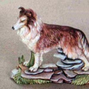 Collie Dog