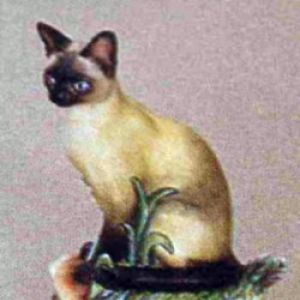 Siamese Cat