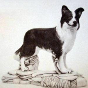 Border Collie Dog