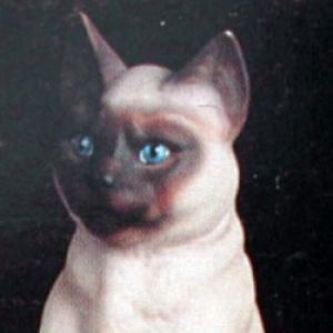 Siamese Cat