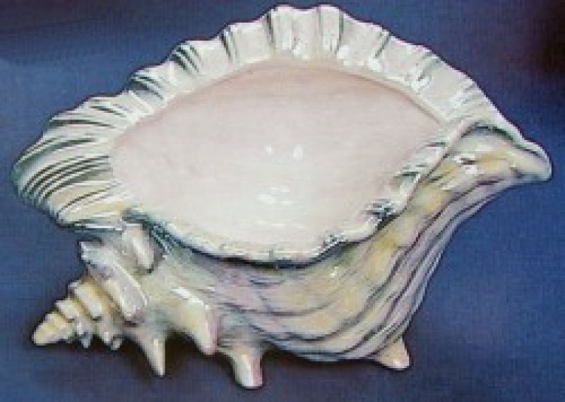 Conch Shell