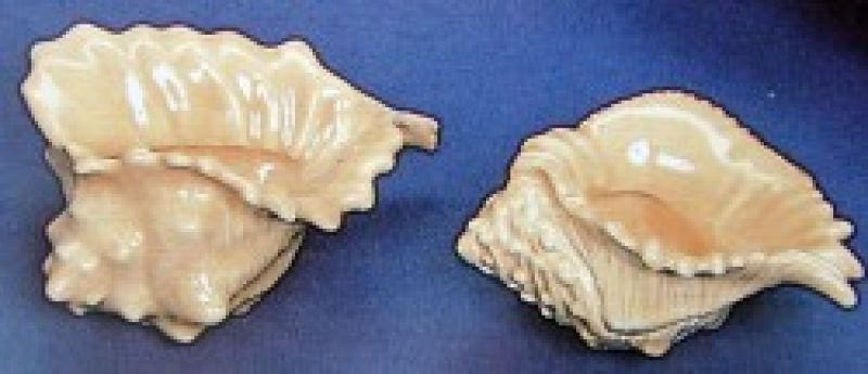 Conch Shell Favours (set of 2)