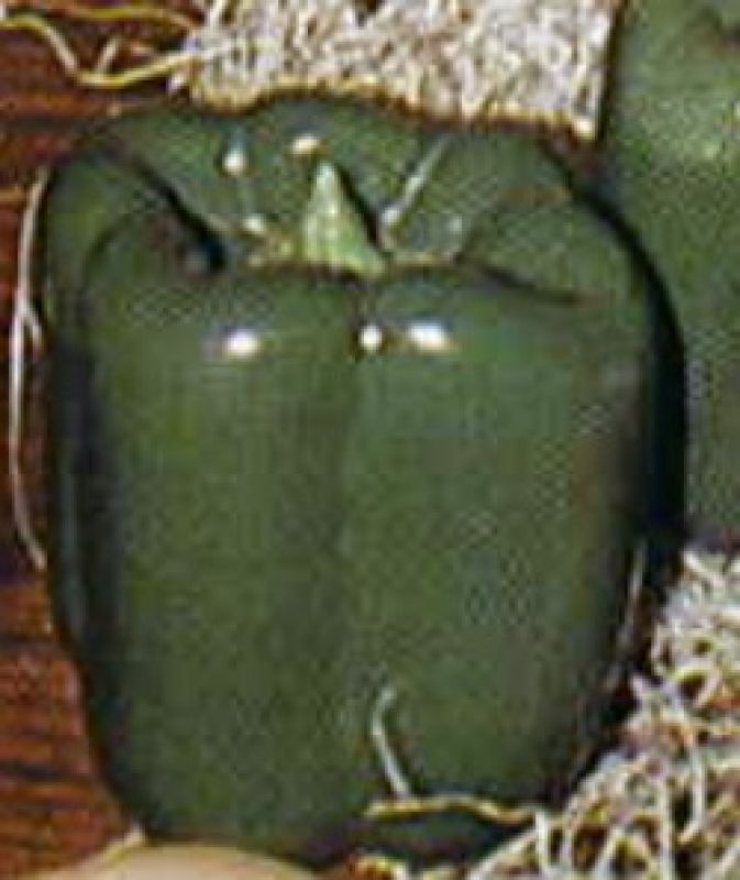 Green Pepper