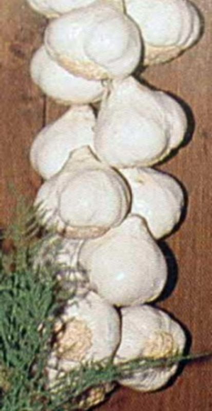 Garlic Each