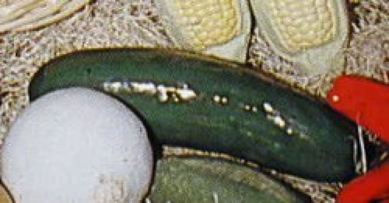 Cucumber Each