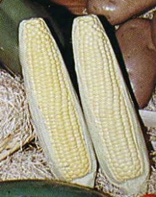 Corn