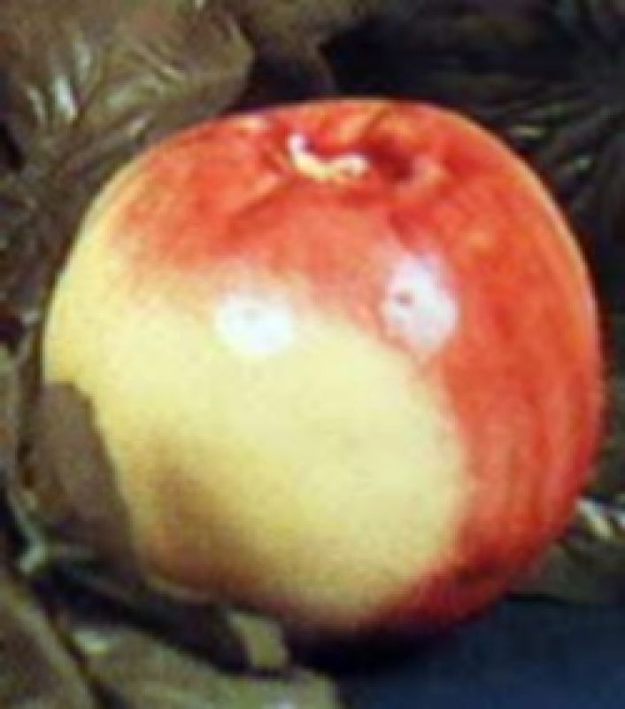 Peaches Each
