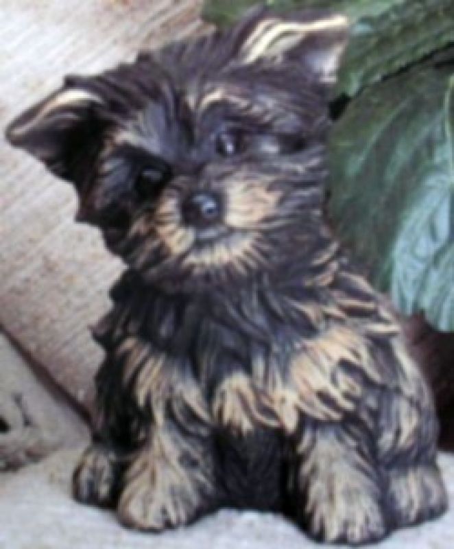 Small Yorkie Dog