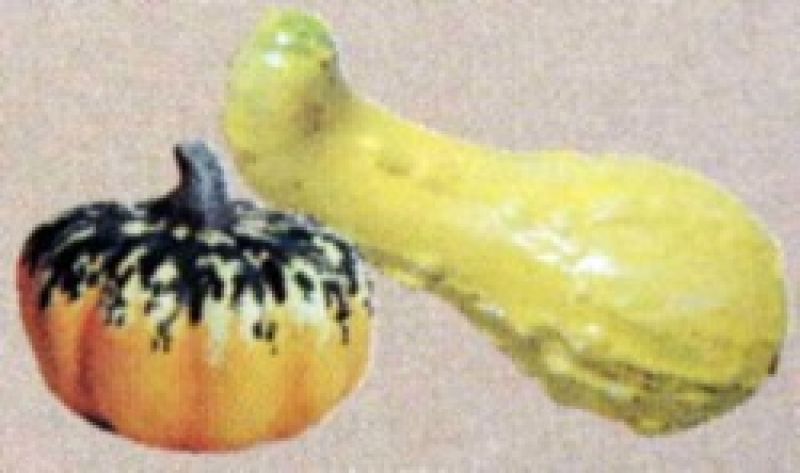 Squash/Gourd (set of 2)