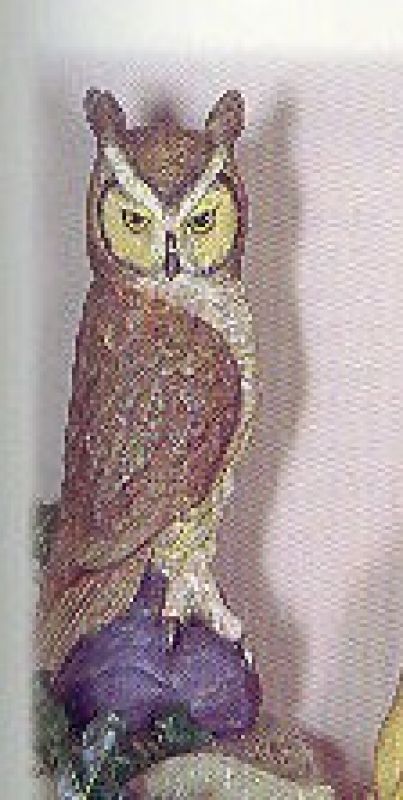 Great Horned Owl