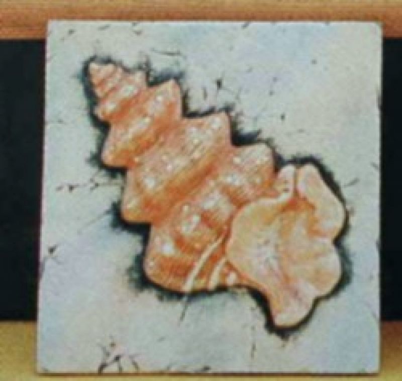 Frog Shell Tile