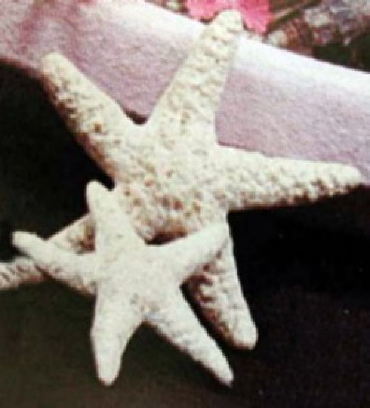 Starfish Each small