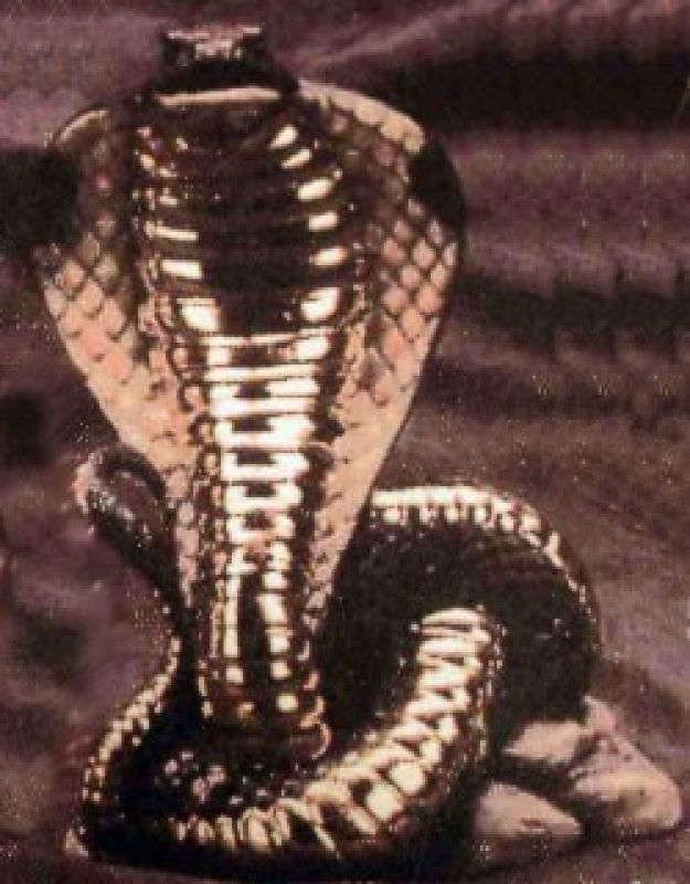 Cobra Smoker