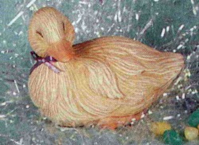 Baby Duck Sleeping