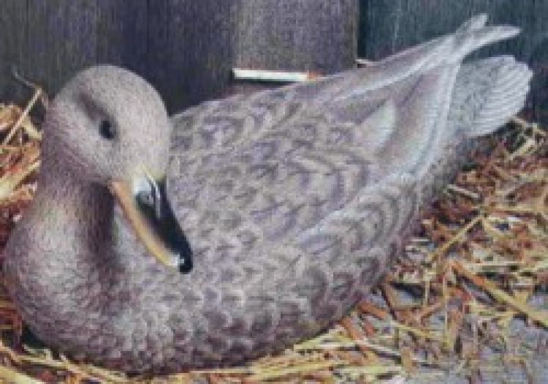 Mallard Ducks