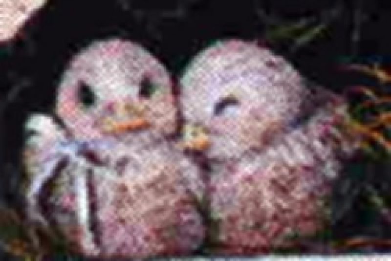 Love Birds