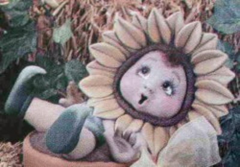 Sunflower Baby In Pot