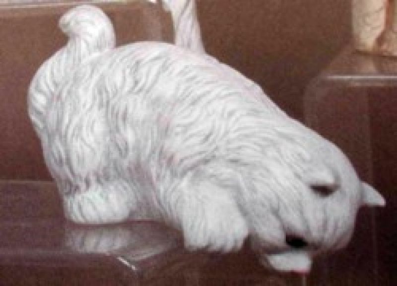 Cream Cat Head Over Edge