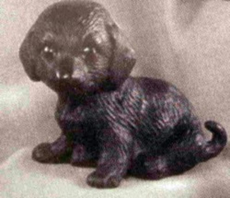 Labrador