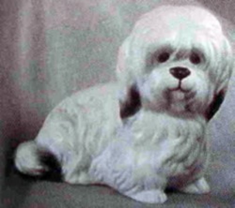 Lhaso Apso