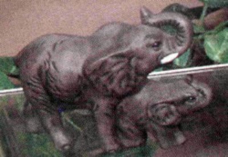 Elephants