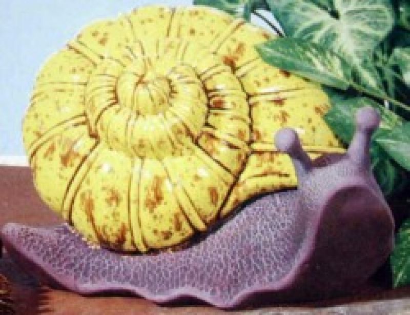 Snail Shell & Body