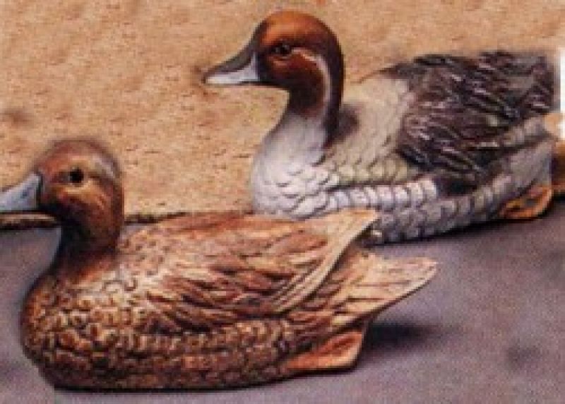 Pintail Duck 5