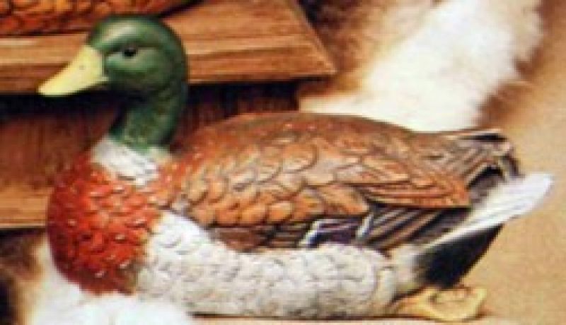 Mallard Duck