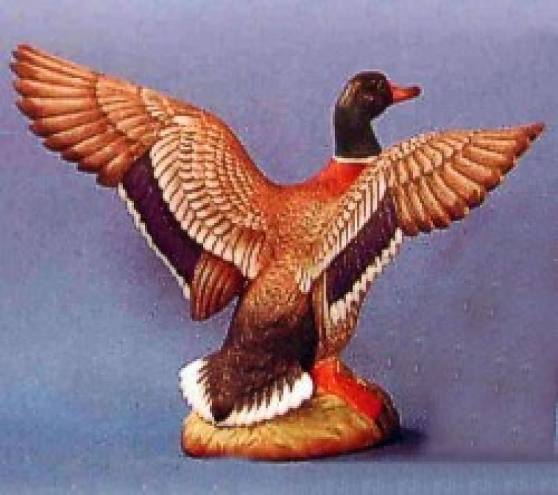 Mallard Duck (Drake)