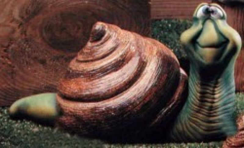Snail Large