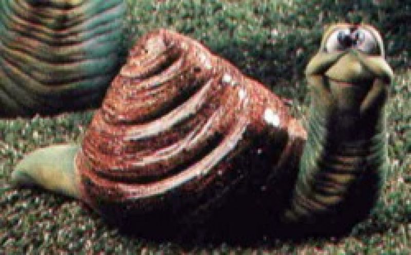 Snail Small