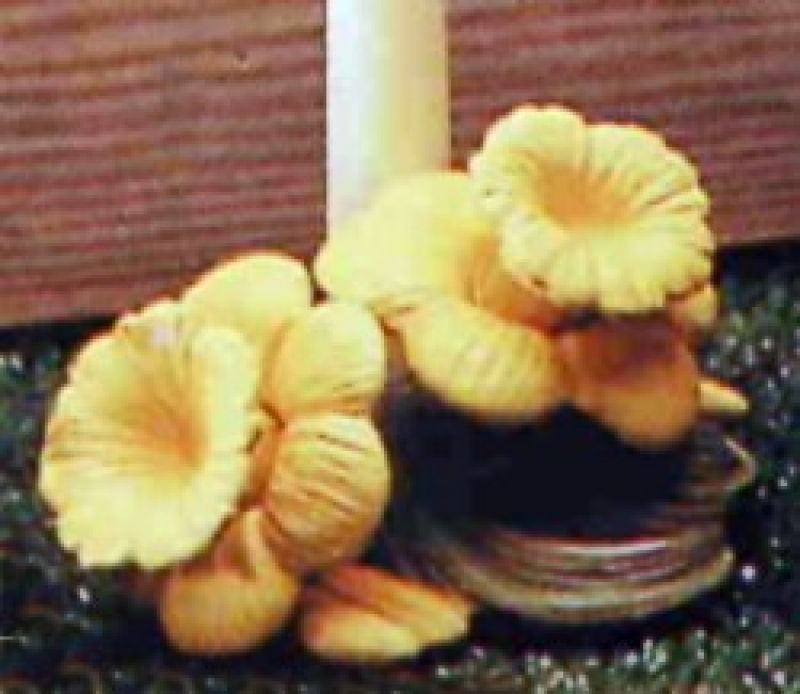 Daffodil Candleholder