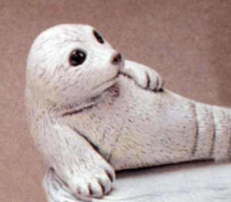 Baby Seal On Back