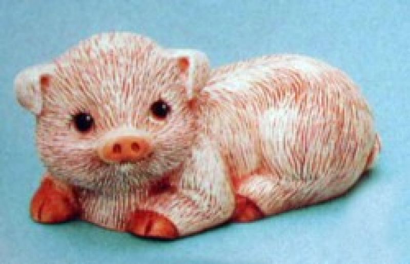 Pig Lying