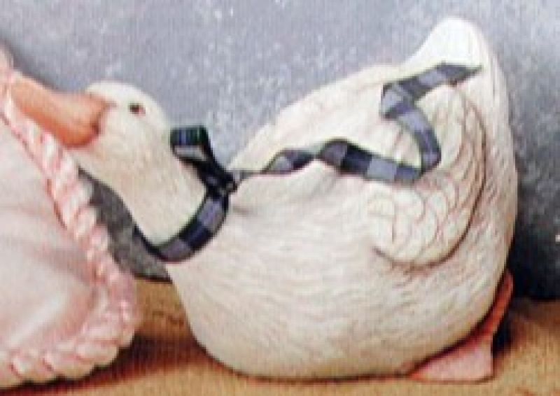 Duck With Head Down