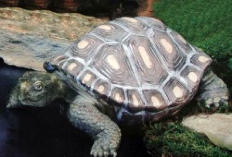 Turtle