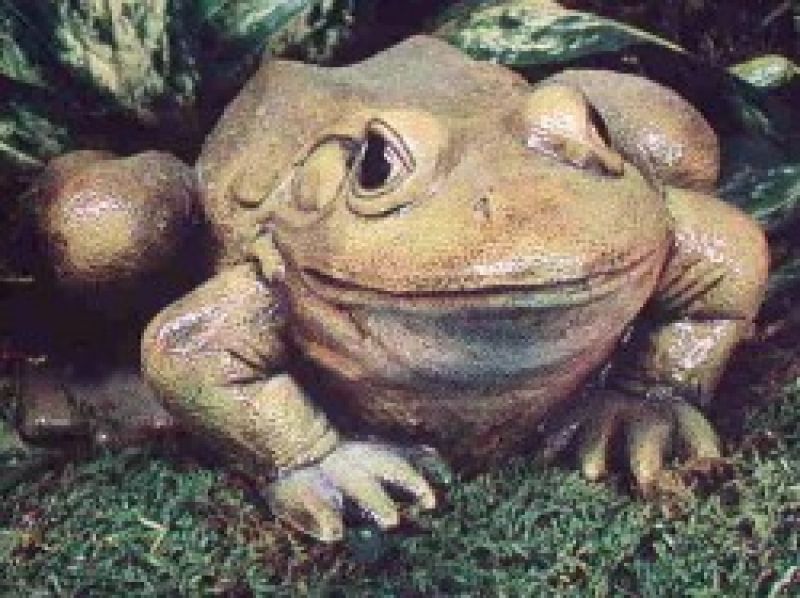 Frog 10