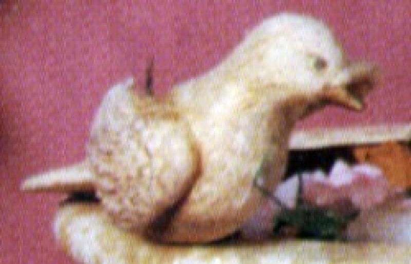 Dove Head Turned - dove only