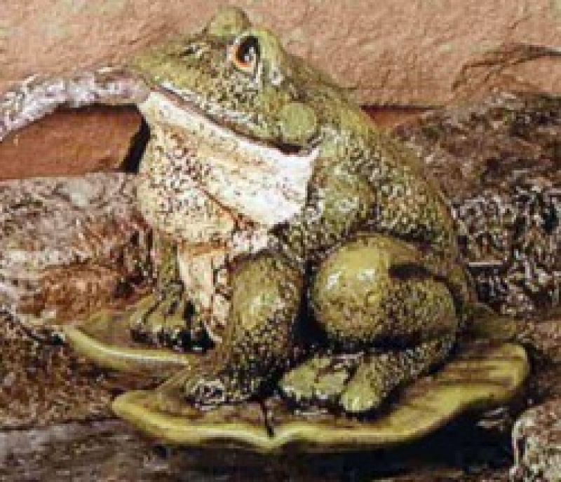 Frog Sitting Large