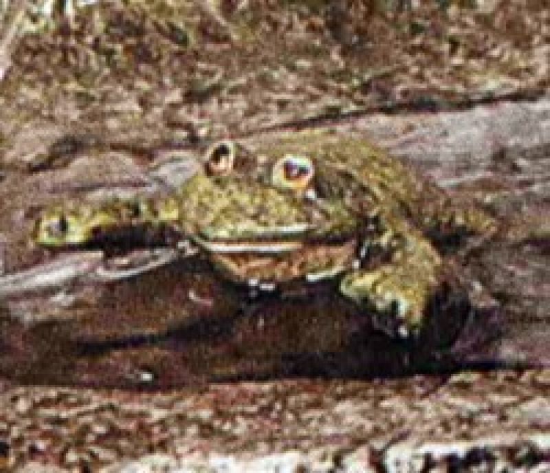Frog/Lilly Pad Small